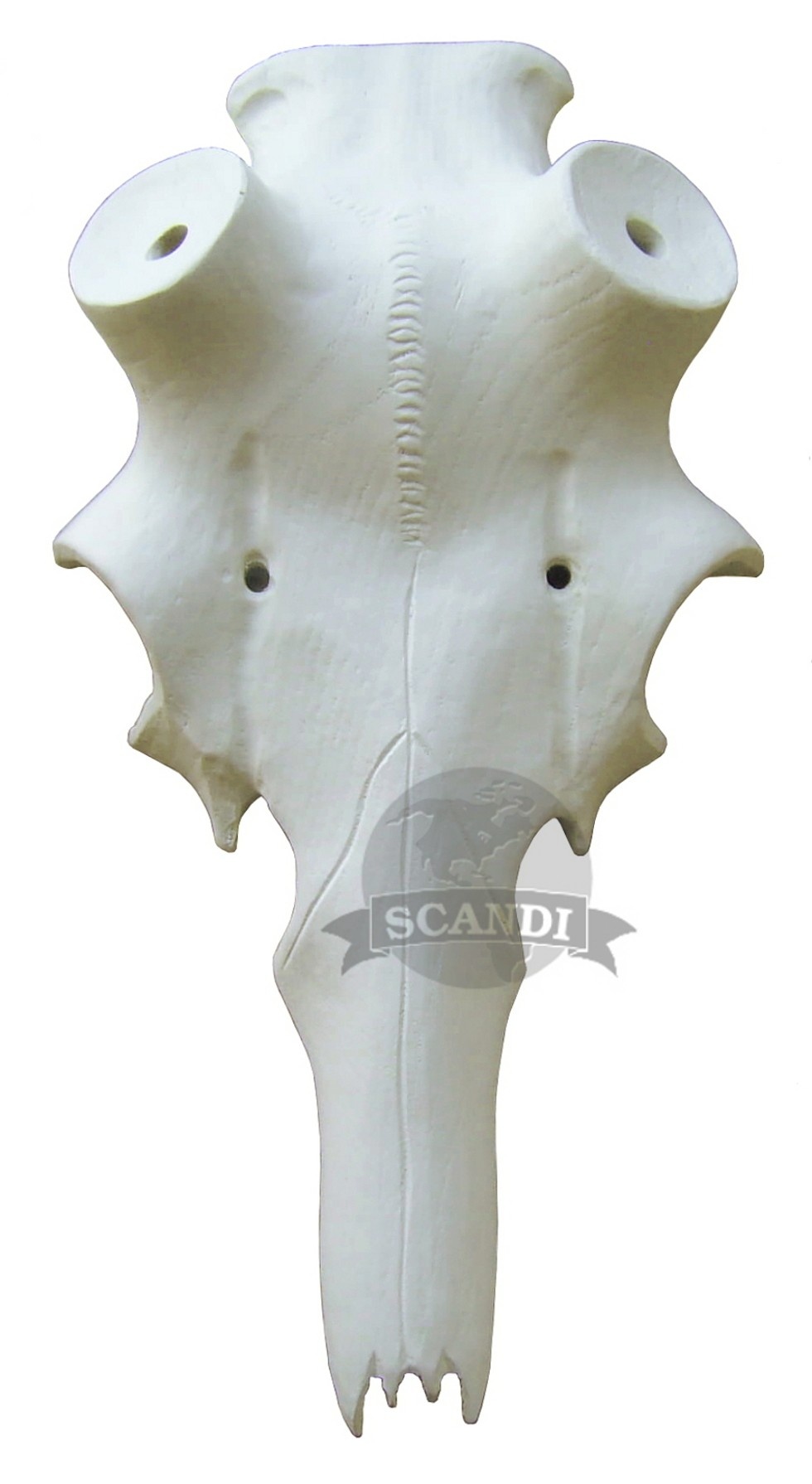 Czaszka pod zrzuty jelenia 50mm-55mm